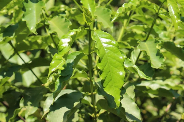 Feuille Plante Verte Brillante Arabica Coffee Café Montagne Dans Île — Photo