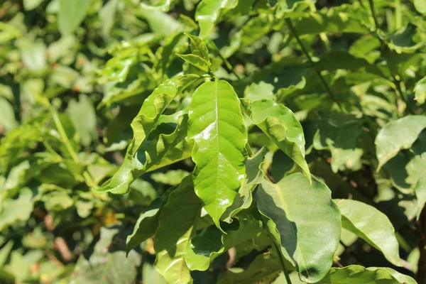 Shiny Green Arabica Coffee Plant Leaf Mountain Coffee Crete Island — Stock Photo, Image