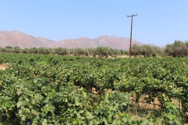 Yunanistan 'ın Girit Adası, Akrotiri yarımadasındaki Stavros Sahili yakınlarındaki üzüm bağları.