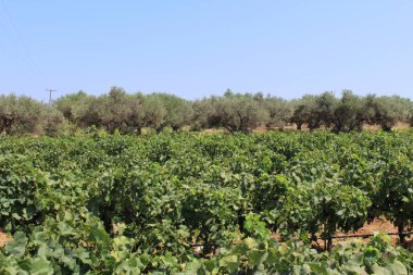 Yunanistan 'ın Girit Adası, Akrotiri yarımadasındaki Stavros Sahili yakınlarındaki üzüm bağları.