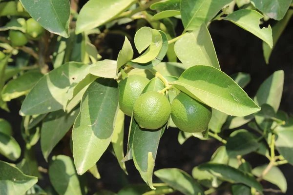 Limoni Verdi Dolci Appesi All Albero Nell Isola Creta Grecia — Foto Stock