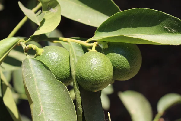 Limoni Verdi Dolci Appesi All Albero Nell Isola Creta Grecia — Foto Stock