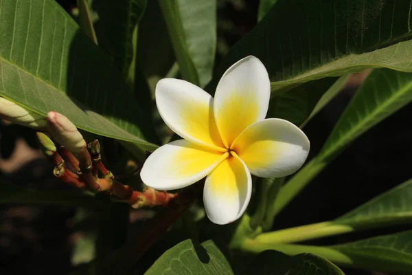 Solteiro Amarelo Branco Frangipani Flower Flor Plumeria Creta Island Grécia — Fotografia de Stock