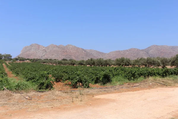 Vignoble Local Près Plage Stavros Dans Péninsule Akrotiri Crète Grèce — Photo