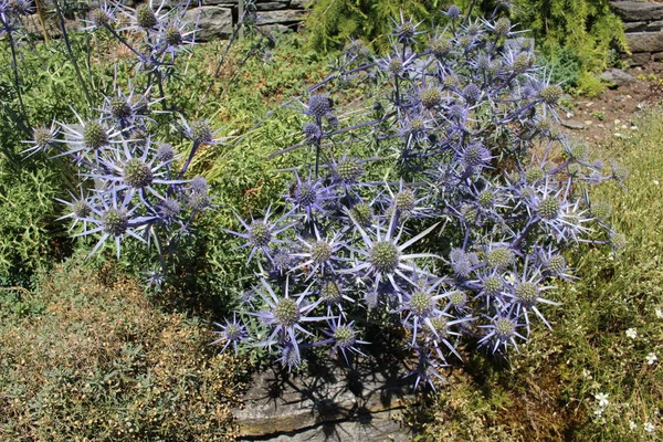 スイスのサンガレンにあるブルーシルバーの 地中海のホリー ラテン語名はEryngium Bourgatii ピレネー山脈とモロッコ原産 — ストック写真