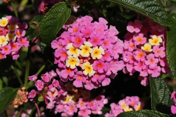 Barevné Hybridní Tickberry Květiny Nebo Wild Šalvěj Red Šalvěj White — Stock fotografie