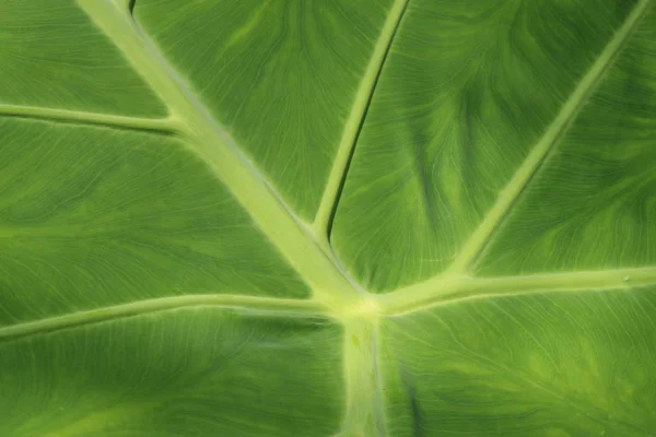 Giant Elephant Ear Plantenblad Indiase Taro Gallen Zwitserland Latijnse Naam — Stockfoto