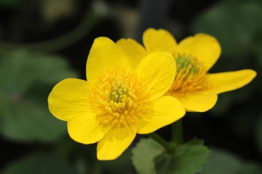 İsviçre 'nin St. Gallen kentinde bulunan sarı 