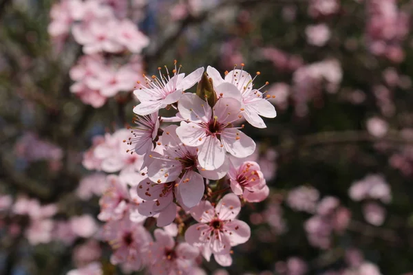 Fleurs Blanches Blackthorn Sloe Sloe Plum Buckthorn Gallen Suisse Son — Photo