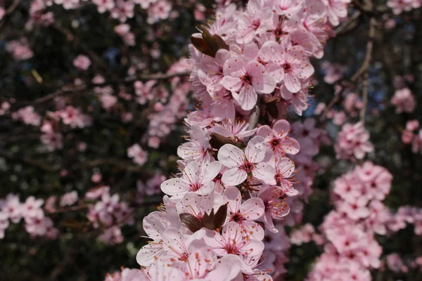 White Blackthorn Flowers Sloe Sloe Plum Buckthorn Gallen Switzerland Its — 스톡 사진