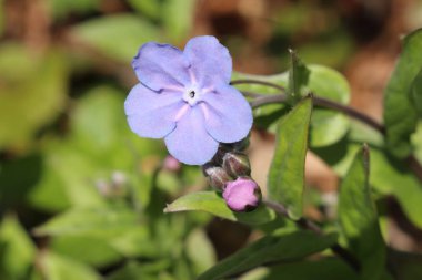 İsviçre, St. Gallen 'de mavi ve beyaz 