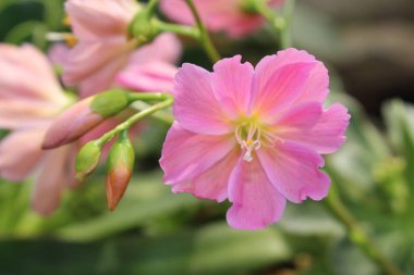 İsviçre 'nin St. Gallen kentinde bulunan Pembe 