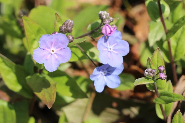 Blå Och Vit Cappadocian Navelwort Blomma Gallen Schweiz Dess Latinska — Stockfoto