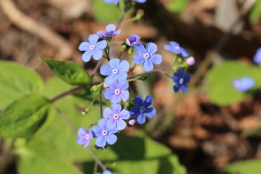 İsviçre 'nin St. Gallen kentinde mavi 