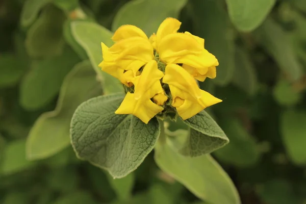 Yellow Jerusalem Sage Flower Gallen Switzerland Its Latin Name Phlomis — Stock Photo, Image