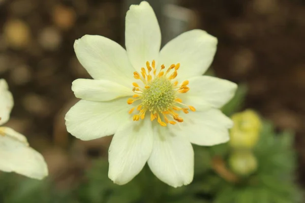 Flor Anêmona Amarela Anêmona Folhada Ciclamen Gallen Suíça Seu Nome — Fotografia de Stock