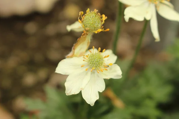 Yellow Anemone Flower Cyclamen Leaved Anemone Gallen Switzerland Its Latin — Stock Photo, Image