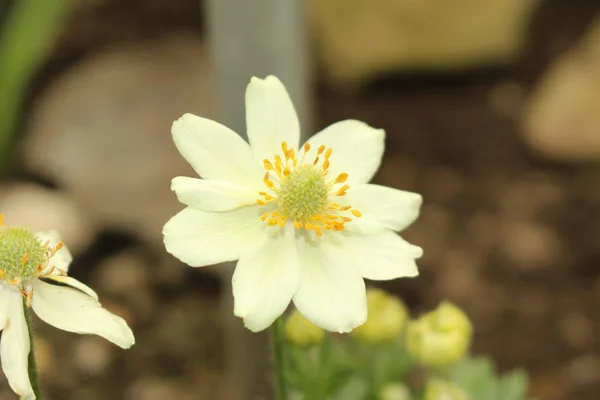 Flor Anêmona Amarela Anêmona Folhada Ciclamen Gallen Suíça Seu Nome — Fotografia de Stock