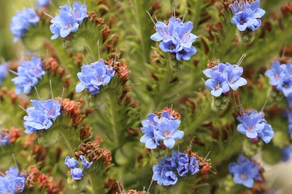 Azul Orgullo Madeira Flores Gallen Suiza Nombre Latín Echium Candicans — Foto de Stock