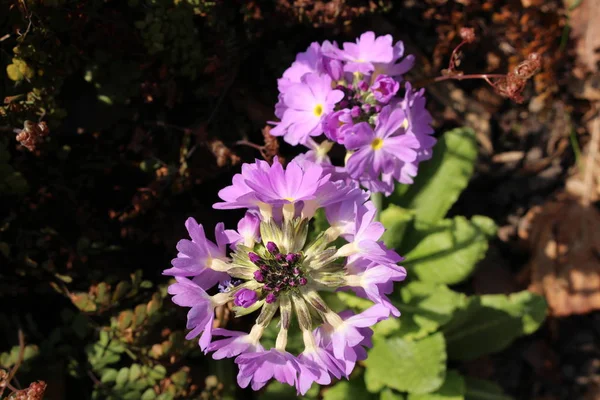 Purple Drumstick Primrose Flower Tooth Leaved Primrose Gallen Switzerland Its — Stock Photo, Image