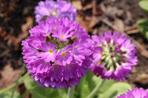 Фиолетовый цветок "Барабанная примроза" (или зубчатая примроза) в Санкт-Галлене, Швейцария. Его латинское название Primula Denticulata, уроженец Гималаев
.