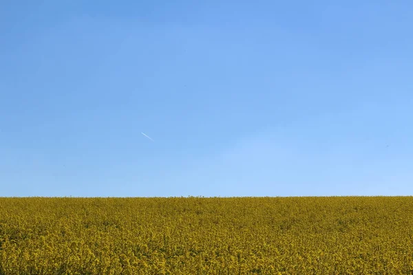 Πεδίο Canola Brassica Napus Κοντά Στο Kreuzlingen Ελβετία — Φωτογραφία Αρχείου