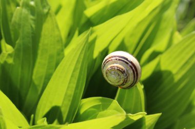 İsviçre, St. Gallen 'de yaprağın üzerinde bir salyangoz..