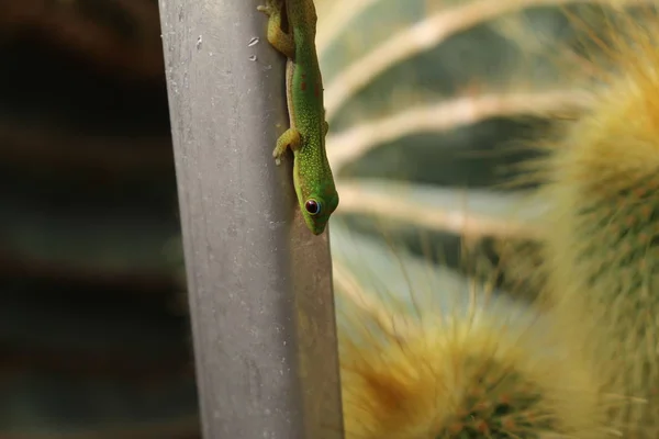 Gold Dust Day Gecko Broad Tailed Day Gecko Στο Gallen — Φωτογραφία Αρχείου