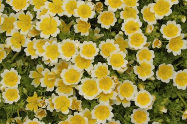 İsviçre 'nin St. Gallen kentinde bulunan sarı ve beyaz 