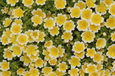 İsviçre 'nin St. Gallen kentinde bulunan sarı ve beyaz 