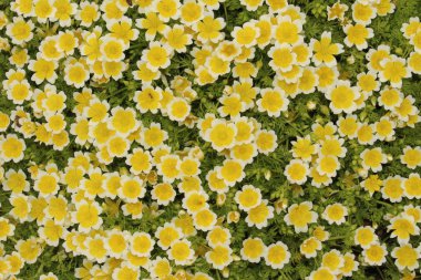 İsviçre 'nin St. Gallen kentinde bulunan sarı ve beyaz 