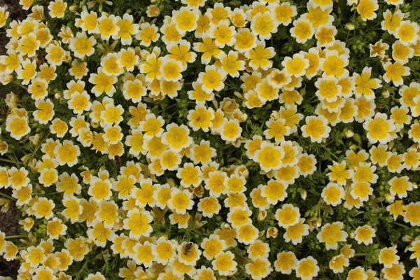 Sárga Fehér Douglas Meadowfoam Virágok Vagy Buggyantott Tojás Növény Rét — Stock Fotó