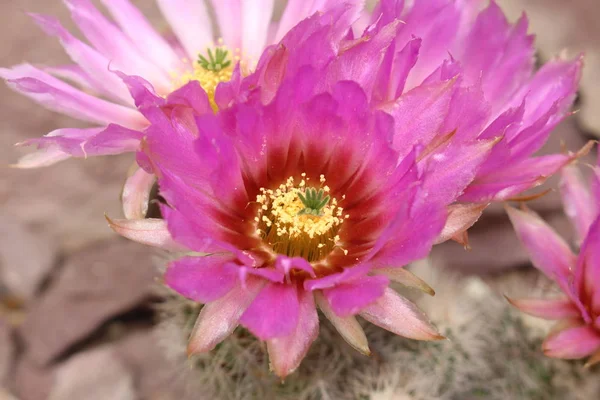 Rosa Hedgehog Cactus Flor Cactus Encaje Gallen Suiza Nombre Latín —  Fotos de Stock