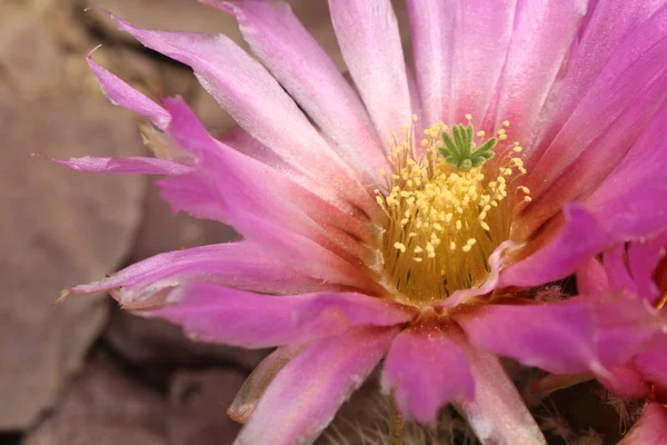 Flor Rosa Hedgehog Cactus Lace Cactus Gallen Suíça Seu Nome — Fotografia de Stock