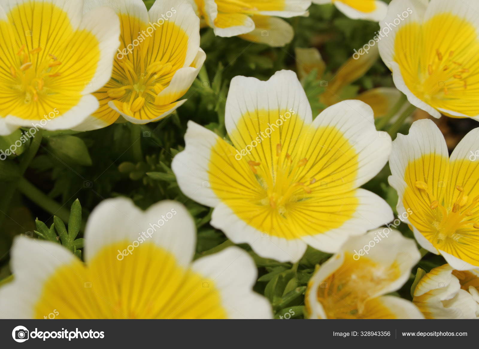 スイスのサンガレンにある黄色と白の ダグラスの草原の泡 またはポーチドエッグ植物 牧草地の泡 目玉焼き ラテン語名はlimnantes Douglasiiで アメリカ西部に自生します ストック写真 C Rukimedia