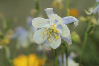 İsviçre 'nin St. Gallen kentinde açık mavi ve beyaz 