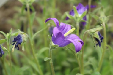 İsviçre 'nin St. Gallen kentinde mavi 