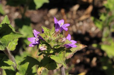 İsviçre 'nin St. Gallen kentinde bulunan mavi 