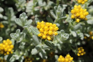 İsviçre 'nin St. Gallen kentinde bulunan sarı 