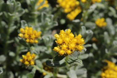 İsviçre 'nin St. Gallen kentinde bulunan sarı 