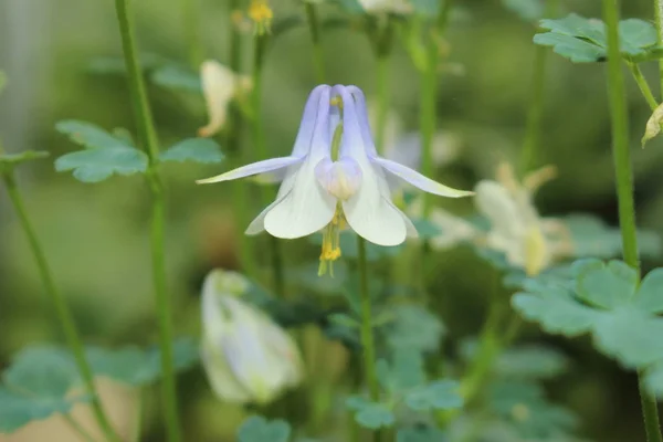 Fleur Bleu Clair Blanc Amalie Columbine Granny Bonnet Amalies Akelei — Photo