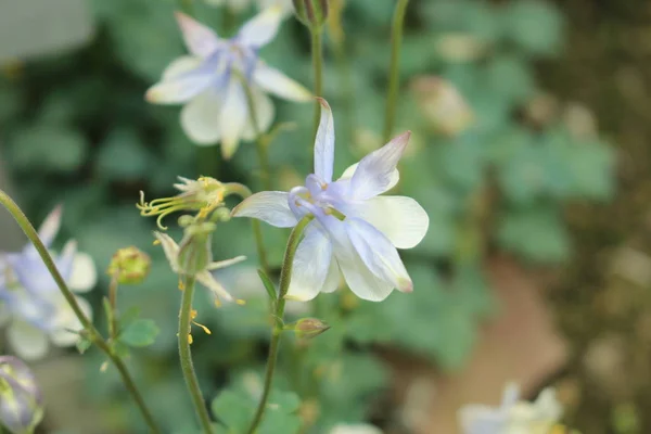 Light Blue White Amalie Colomine Flower Granny Bonnet Amalies Akelei — стоковое фото