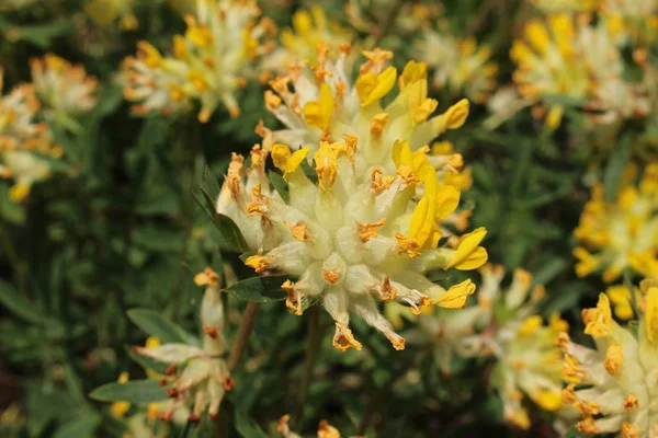 Flor Amarilla Common Kidney Vetch Woundwort Ladies Fingers Gemeiner Wundklee —  Fotos de Stock