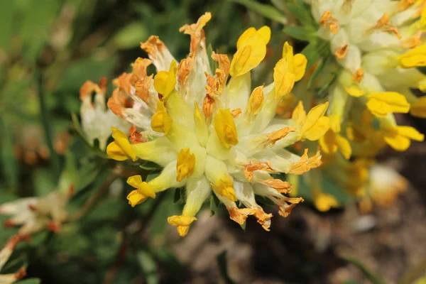 Sarı Common Kidney Vetch Çiçeği Veya Woundwort Ladies Fingers Gemeiner — Stok fotoğraf