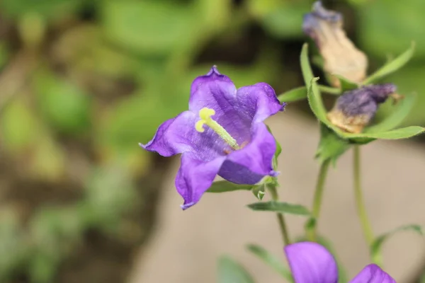 Blue Dwarf Turkish Bluebells Квітка Або Bellflower Aucher Санкт Галлені — стокове фото