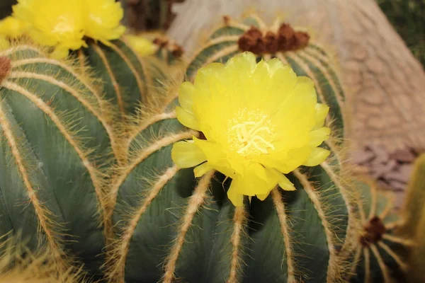 在瑞士圣加仑 气球仙人掌 或绿球仙人掌 蓝球仙人掌 开着黄色的花 Notocactus Magnificus 或Parodia Magnifica Brandt — 图库照片