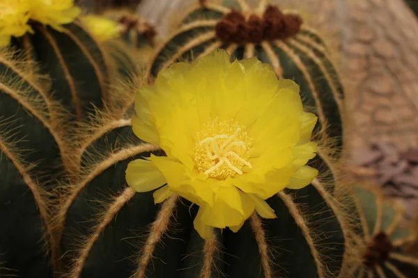 在瑞士圣加仑 气球仙人掌 或绿球仙人掌 蓝球仙人掌 开着黄色的花 Notocactus Magnificus 或Parodia Magnifica Brandt — 图库照片