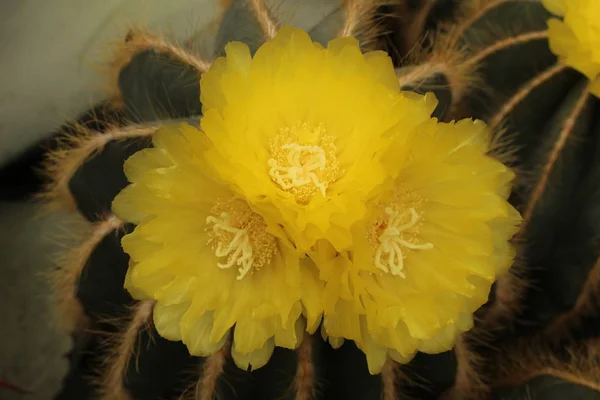 Cactus Globo Cactus Bola Verde Cactus Bola Azul Con Flores —  Fotos de Stock