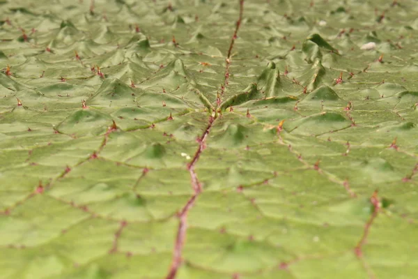 Prickly Water Lily Leaf Gorgon Stachelseerose Fox Nut Makhana Gallen — 스톡 사진