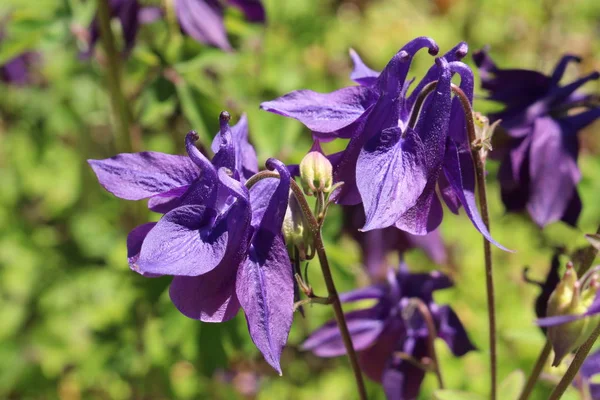 Dark Columbine Flower Granny Bonnet Dunkle Akelei Lion Herb Lady — Photo